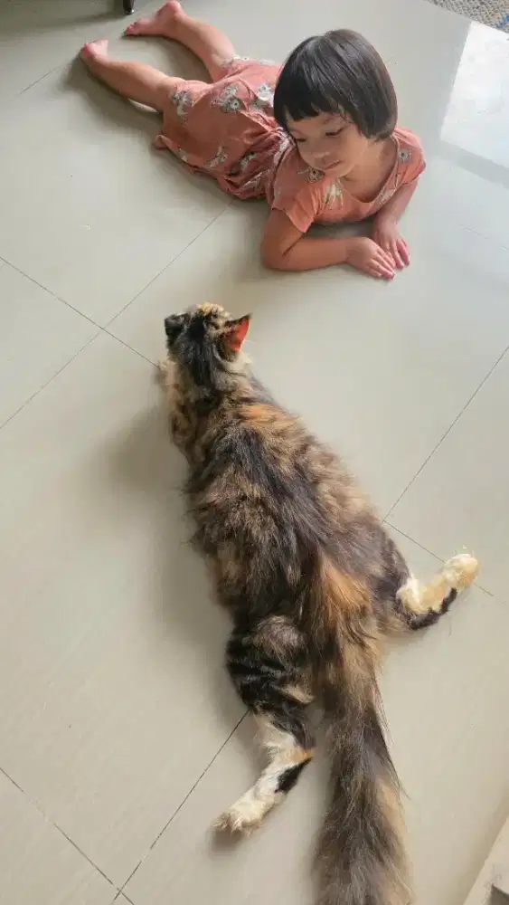 Lepas adopsi Maine Coon
Pure