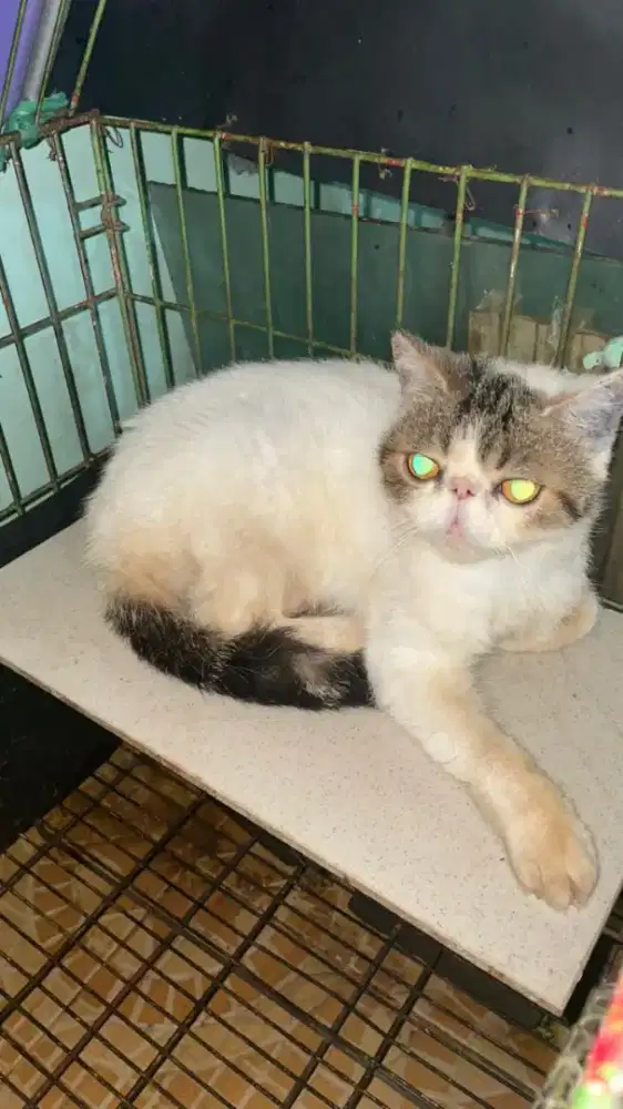 Kucing Persia Peaknose Exo Betina