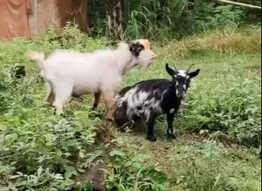 sepasang indukan kambing pygmi mini 1 tahunan siap kawin kerdil pendek