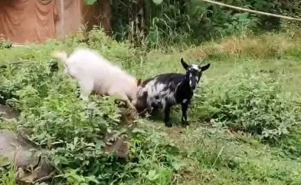 sepasang indukan kambing pygmi mini 1 tahunan TB 40cm-an siap budidaya