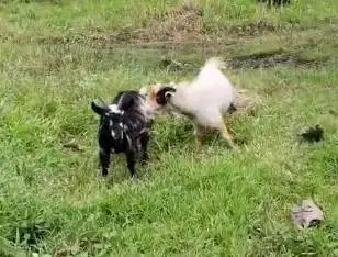 sepasang indukan kambing mini pygmi asli 1 tahunan TB 40cman exotik ok