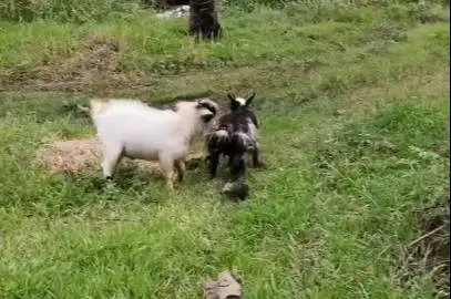 sepasang indukan kambing mini pygmi asli 1 tahunan TB 40cman exotik ok