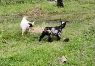 sepasang indukan kambing mini pygmi FB 1 tahunan siap kawin exotik top