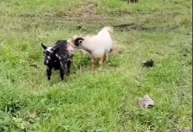 sepasang indukan kambing mini pygmi FB 1 tahunan siap kawin exotik top