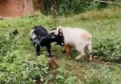 sepasang indukan kambing mini pygmi TB 40cm 1 tahunan siap kawin puas