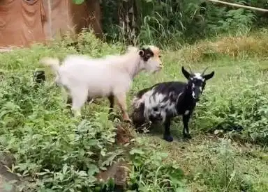 sepasang indukan kambing mini pygmi ori FB 1 tahunan TB40cm siap kawin