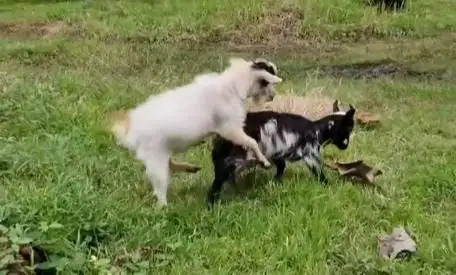 sepasang indukan kambing mini pygmi 1 tahunan TB 40cm siap kawin puas