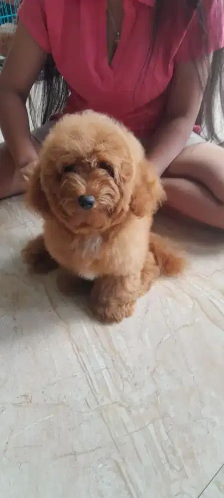 Anak Anjing Red Toy Poodle Jantan