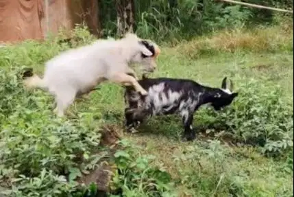 sepasang indukan kambing mini pygmi TB 40cm 1 tahunan exotik siapkawin