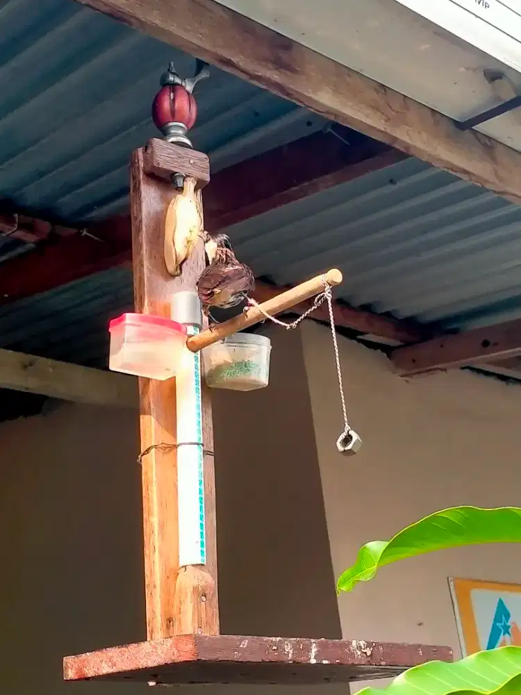 dijual burung kutilang