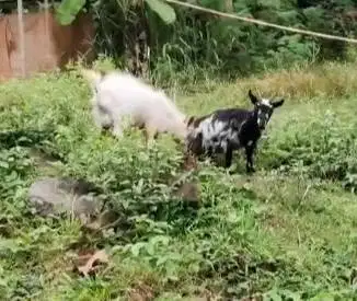 sepasang indukan kambing mini pygmi 1 tahunan TB 40cm siap kawin puas