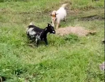 sepasang indukan kambing mini pygmi 1 tahunan TB 40cm siap kawin puas