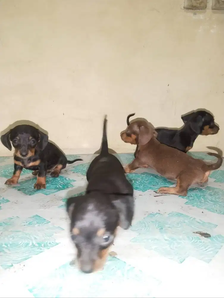 Datchund Pure betina usia 1 bulann