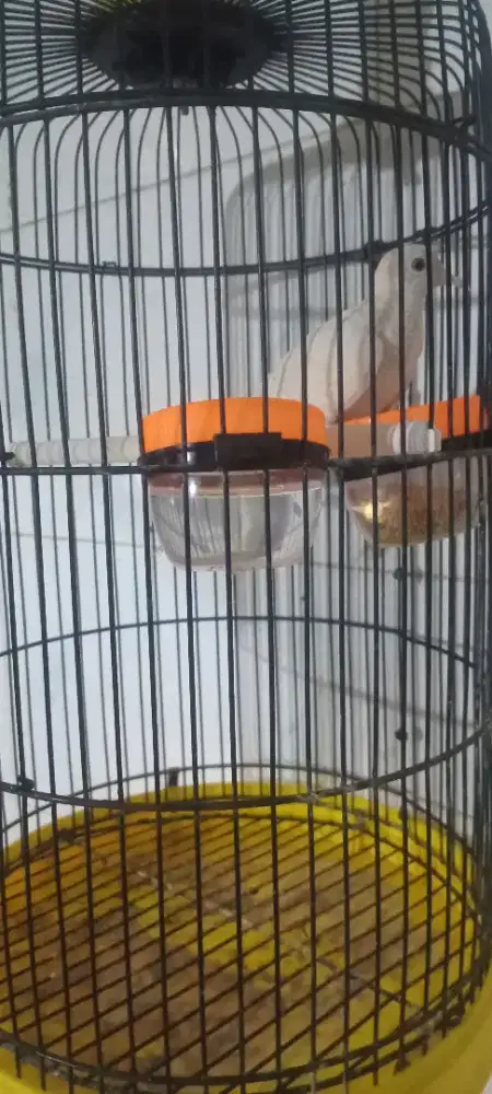 Perkutut Putih Kapas Mata Merah