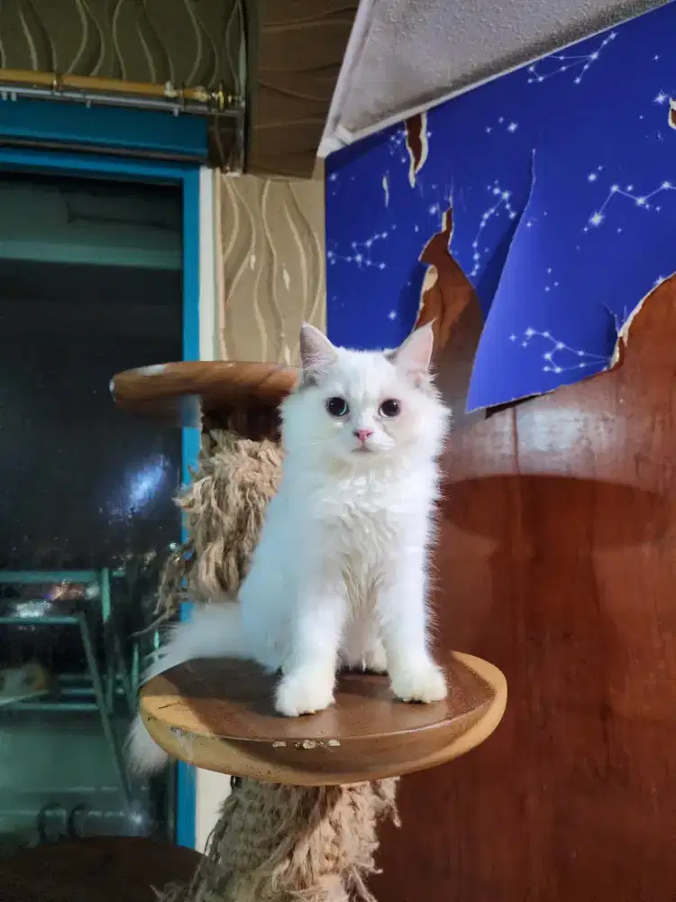 KUCING PERSIA BIG BONE (pure blood)