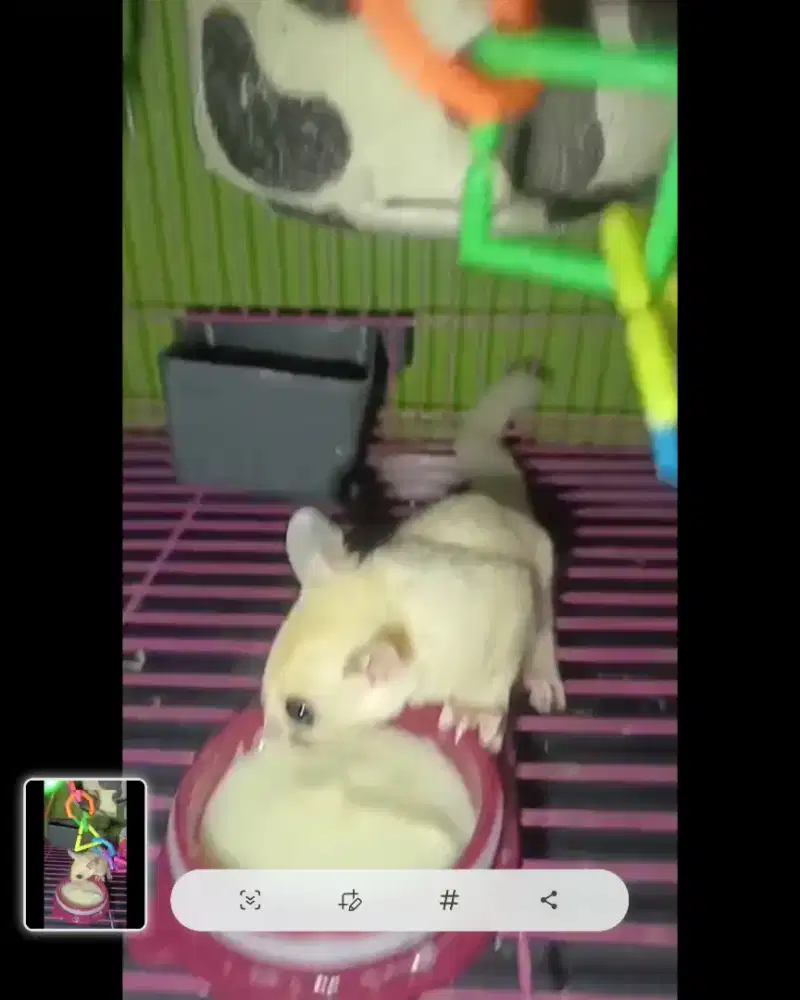 Sugar Glider Snow Free Banyak Kandang