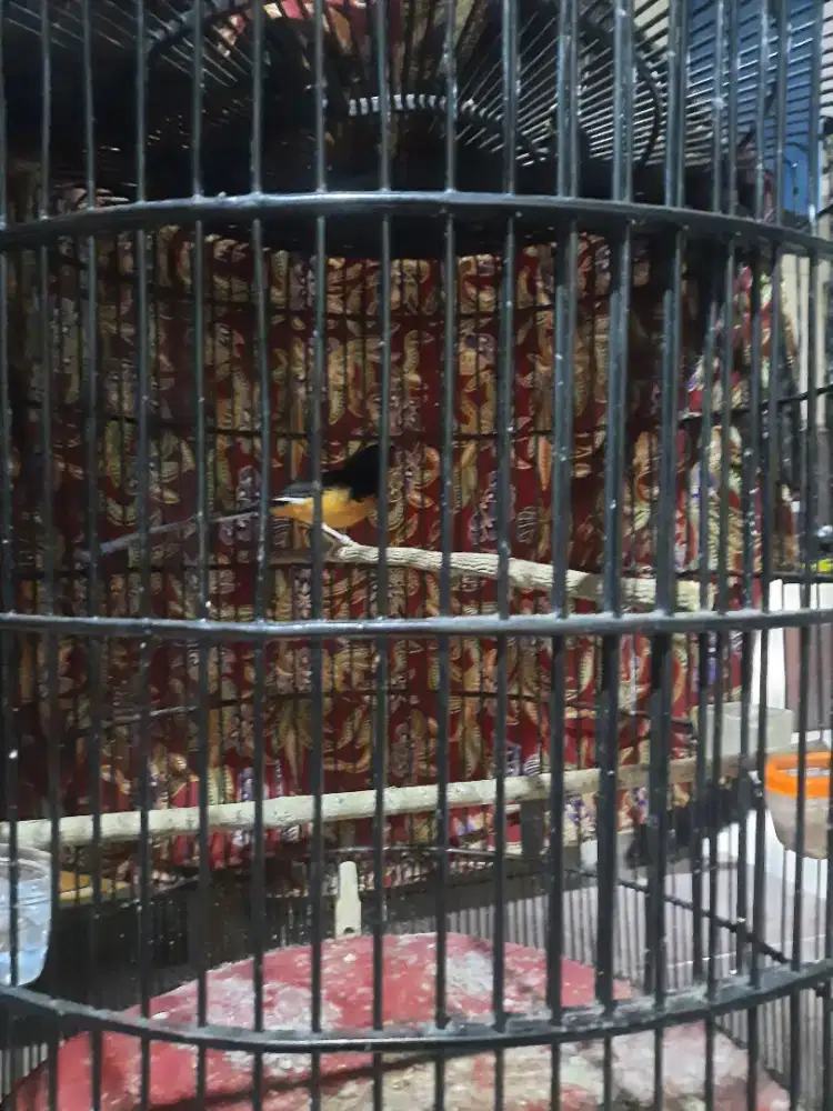 Murai batu muda fullsheet