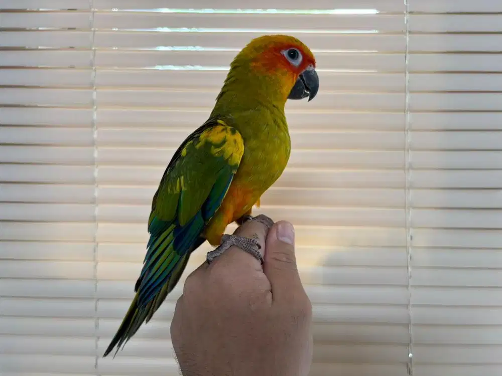 Sun conure Jinak Skill free fly parrot