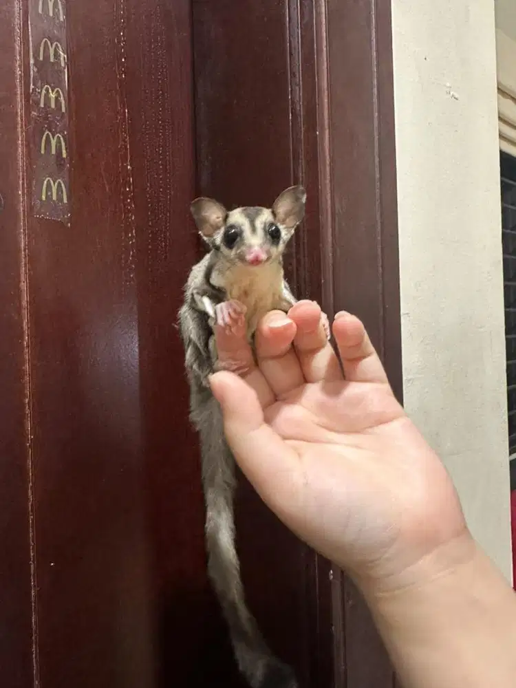Sugar glider Jantan & Betina classic grey