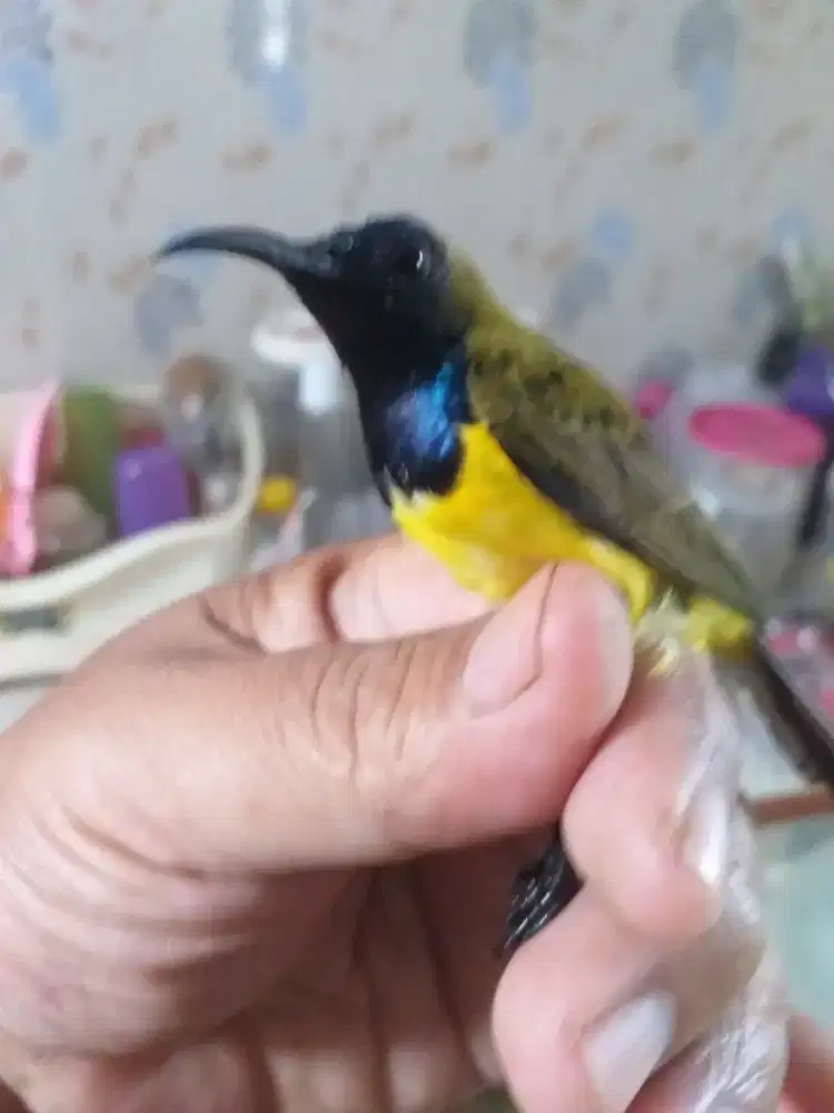 Jual burung bandangan