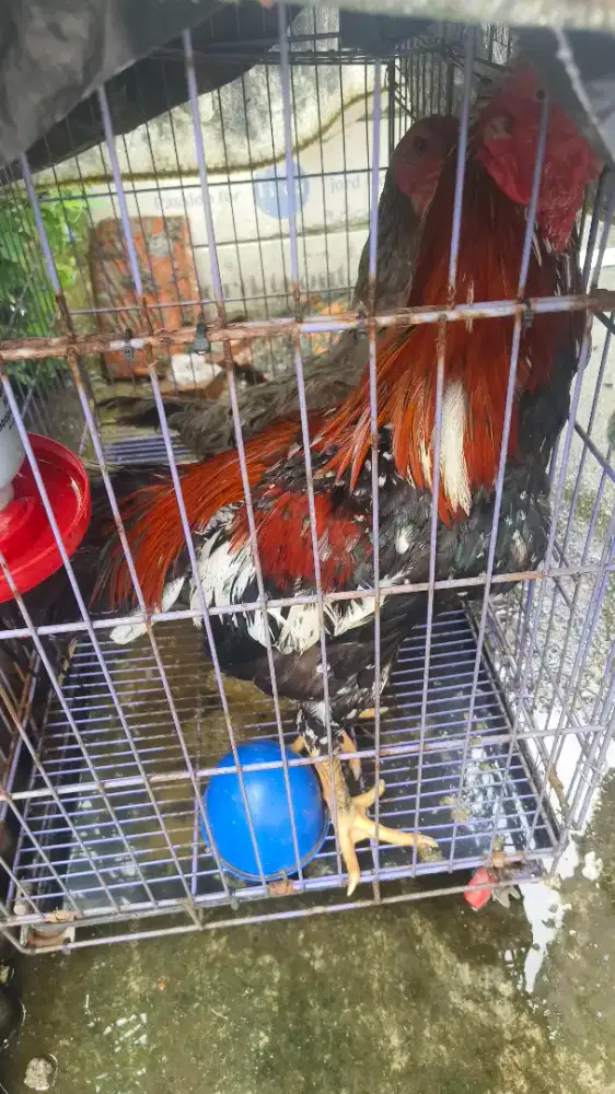 Sepasang ayam bangkok