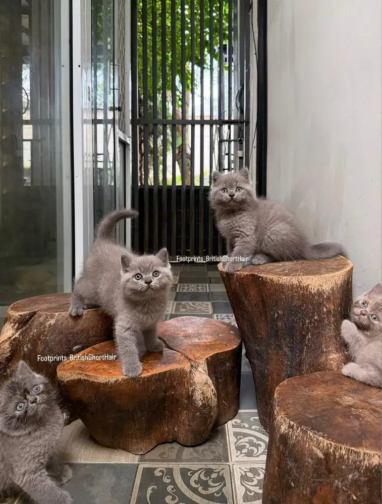 Kitten BSH Kucing British Short Hair