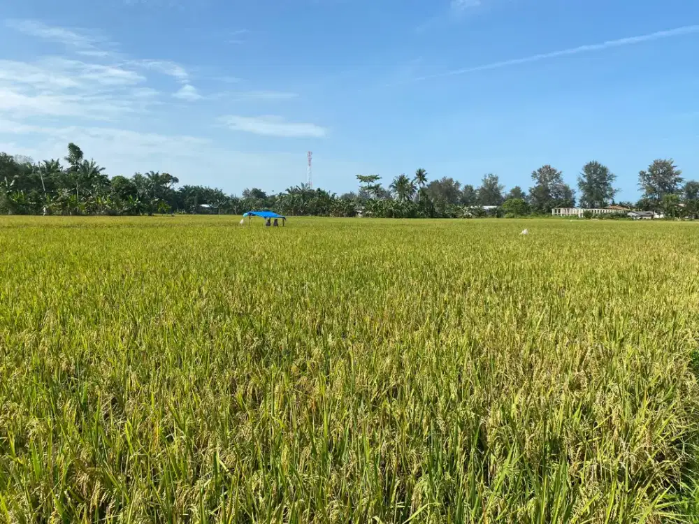 Dijual Sawah Lokasi Pantai Cermin