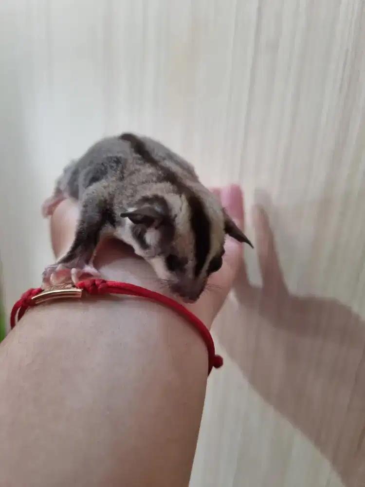 SG jantan anakan minus