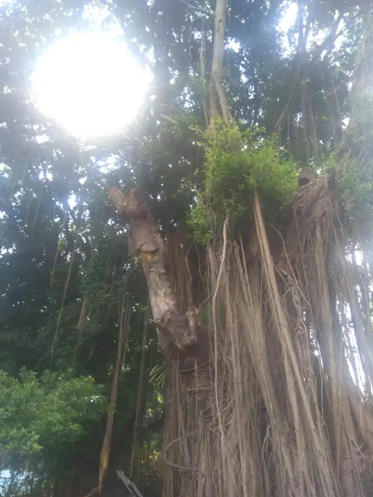 Jasa tebang pohon DIY