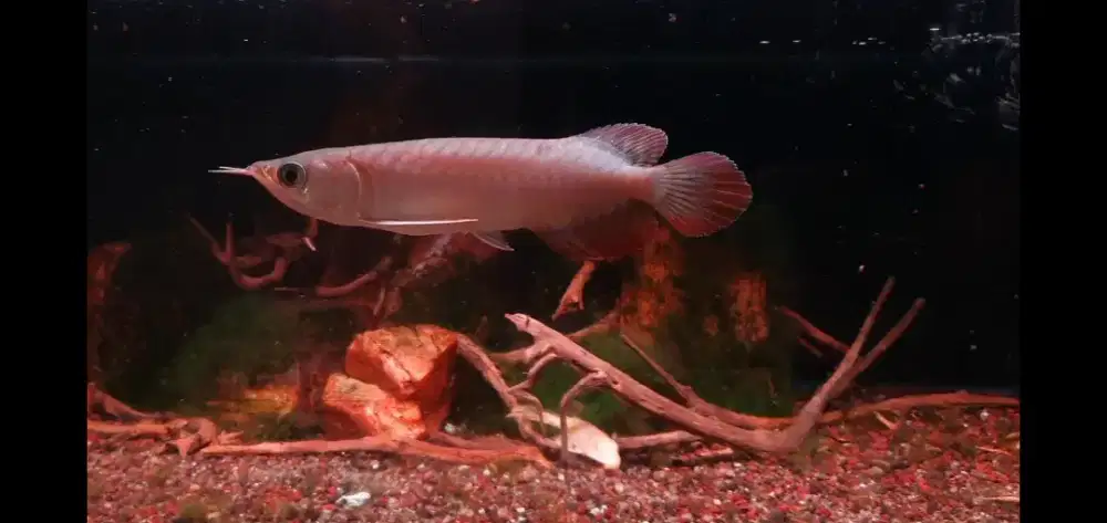 Ikan Hias Arowana Super Red Arwana