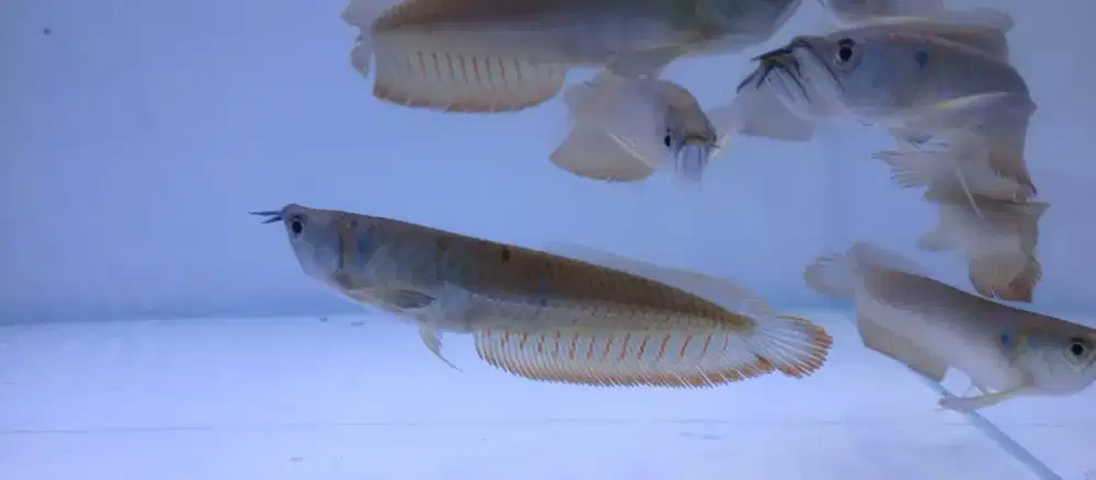 Ikan hias arwana silver red