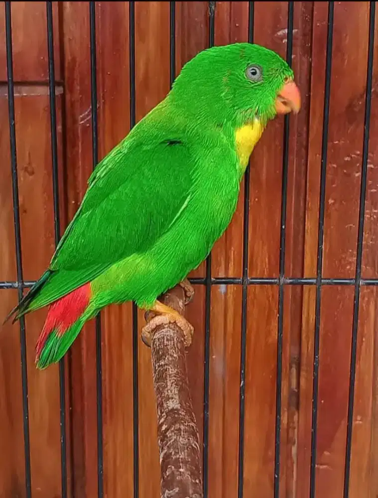 Calon Masteran mantap