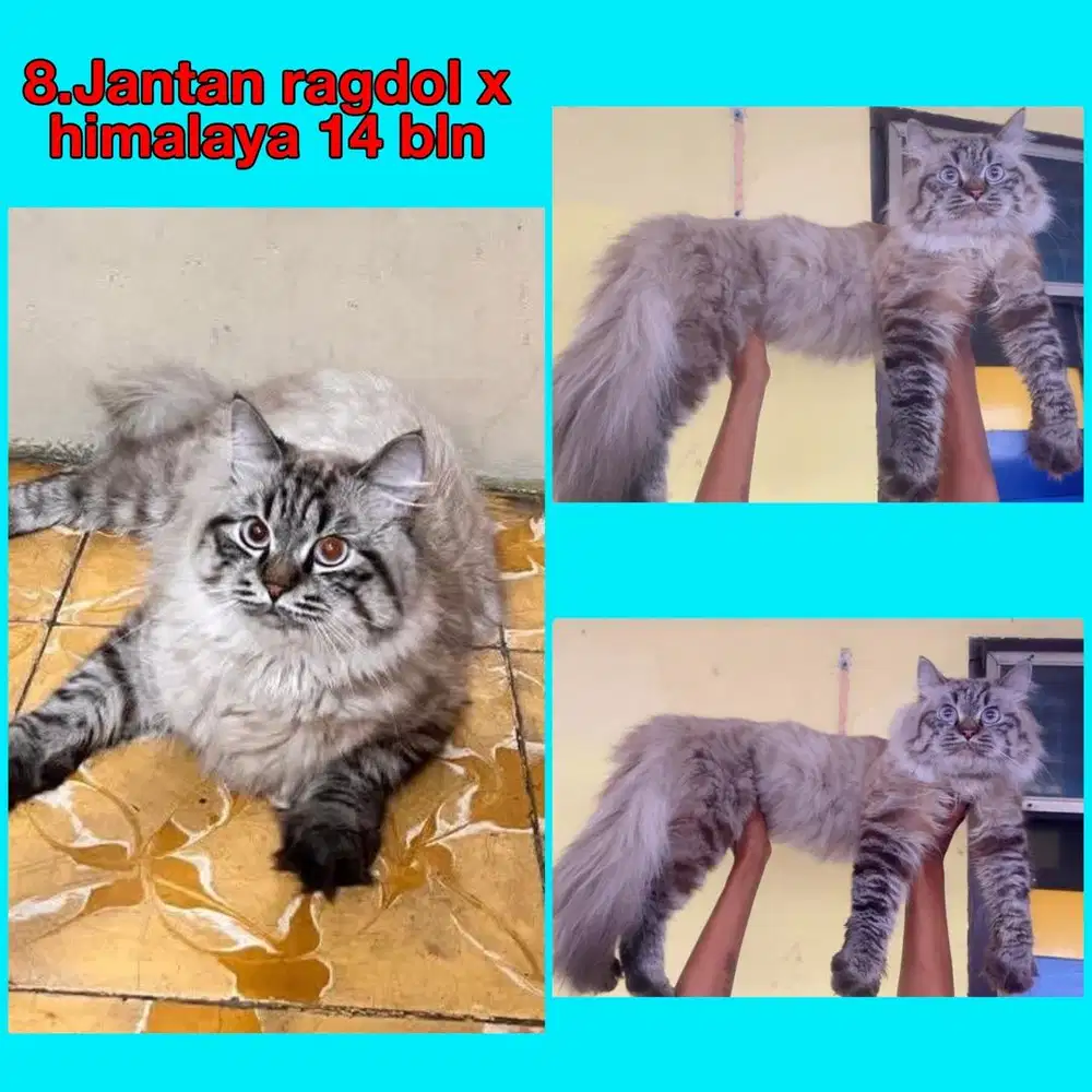 Kucing ras persia ragdol x himalaya