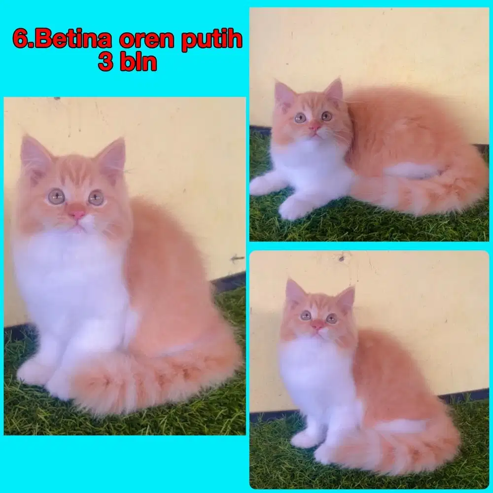 Kucing ras persia gembul banget