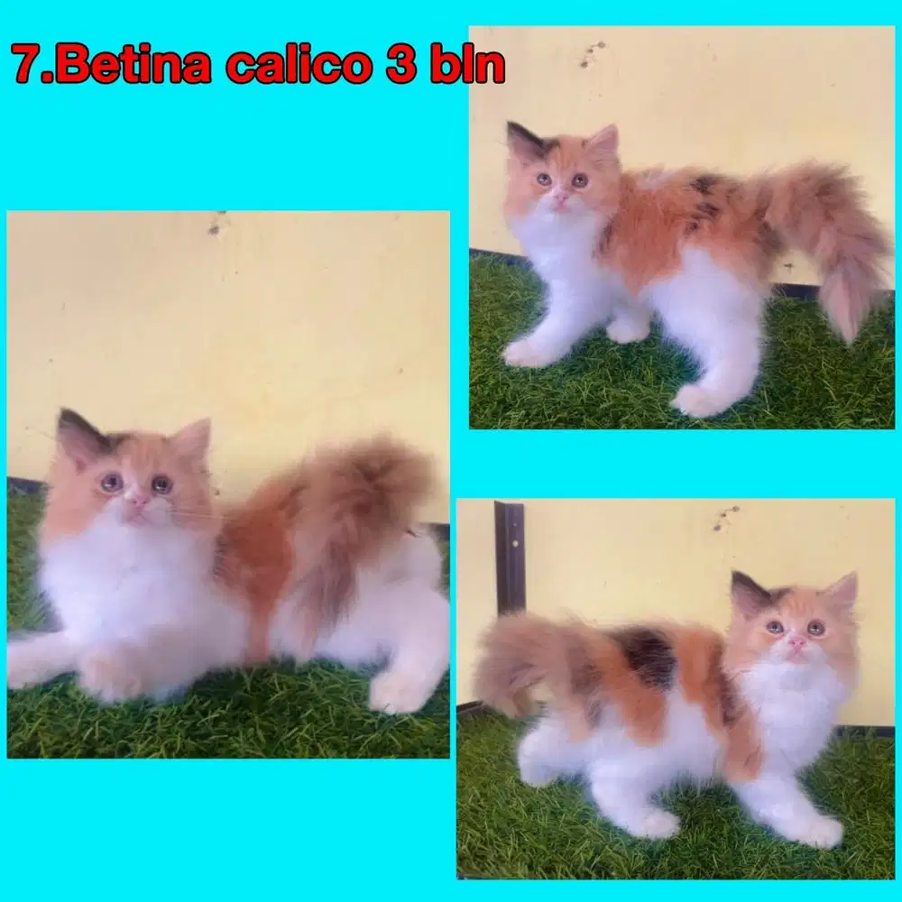 Kucing ras persia calico betina 3 bln