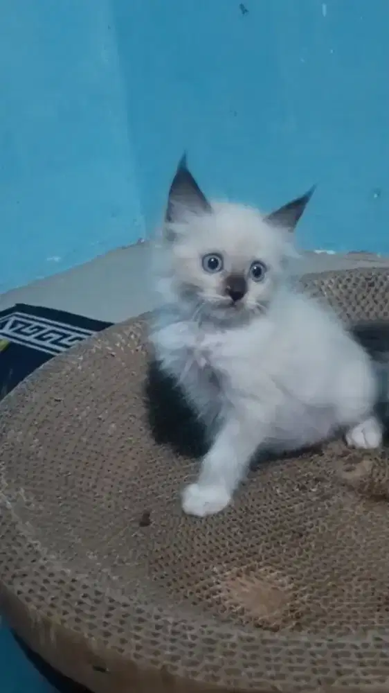 Ready betina umur 2bulan