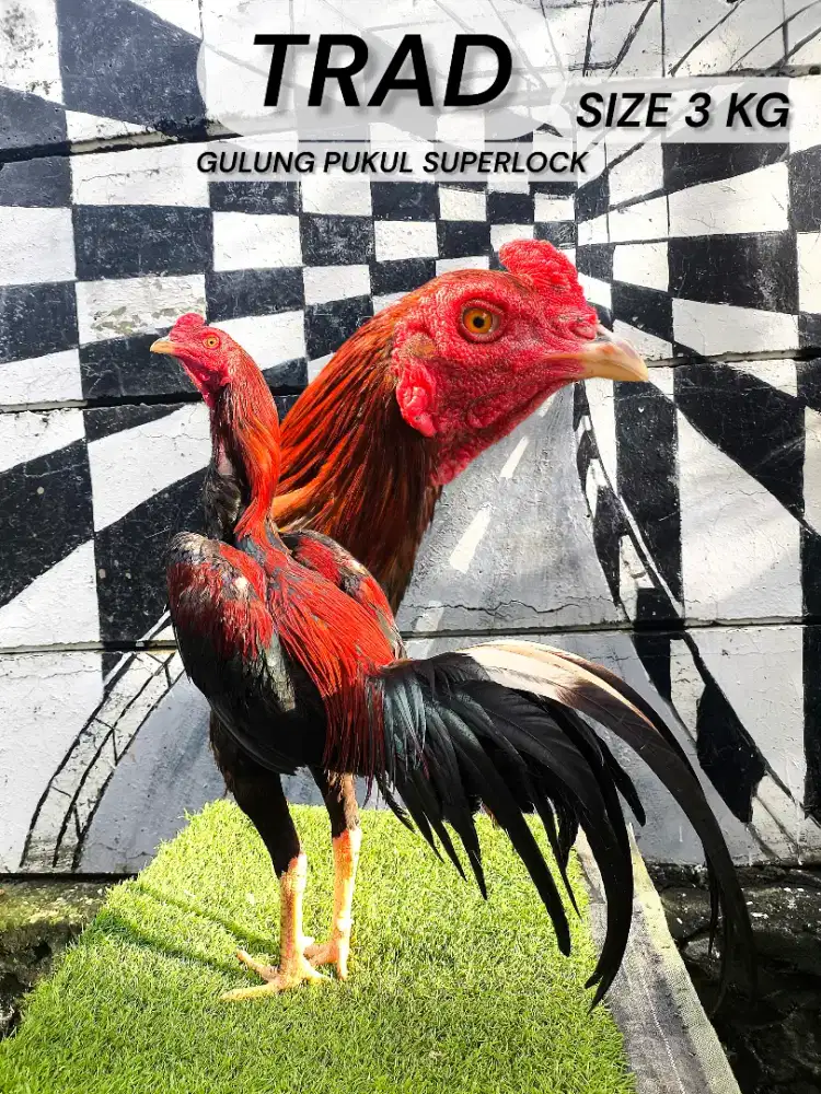 Ayam bangkok, birma, mangon, pakoy, saigon, pama, birkok, phanat