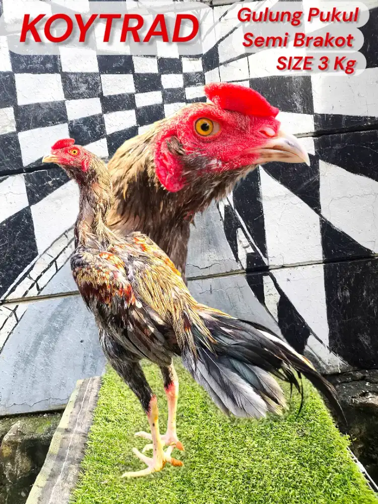 Ayam bangkok, birma, mangon, pakoy, saigon, pama, birkok, phanat