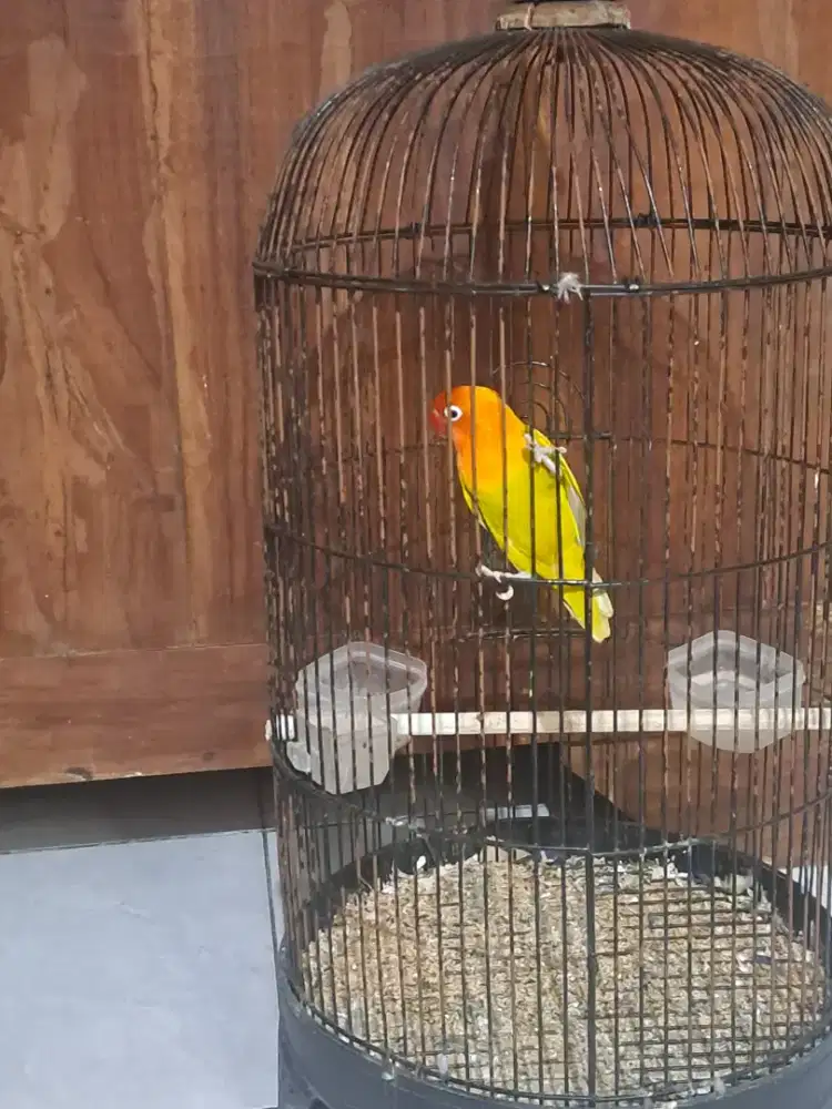 Love bird jantan pasjo