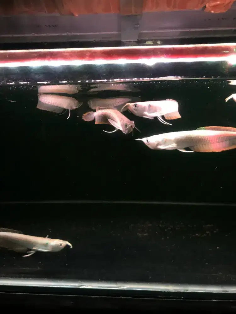 Ikan arowana silver