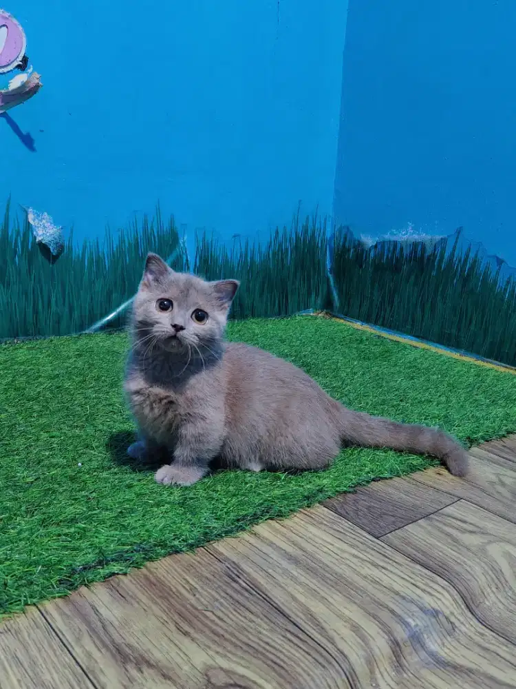 MUNCHKIN BSH LILAC GAELIC FOLD BETINA BRITISH SHORTHAIR CEBOL