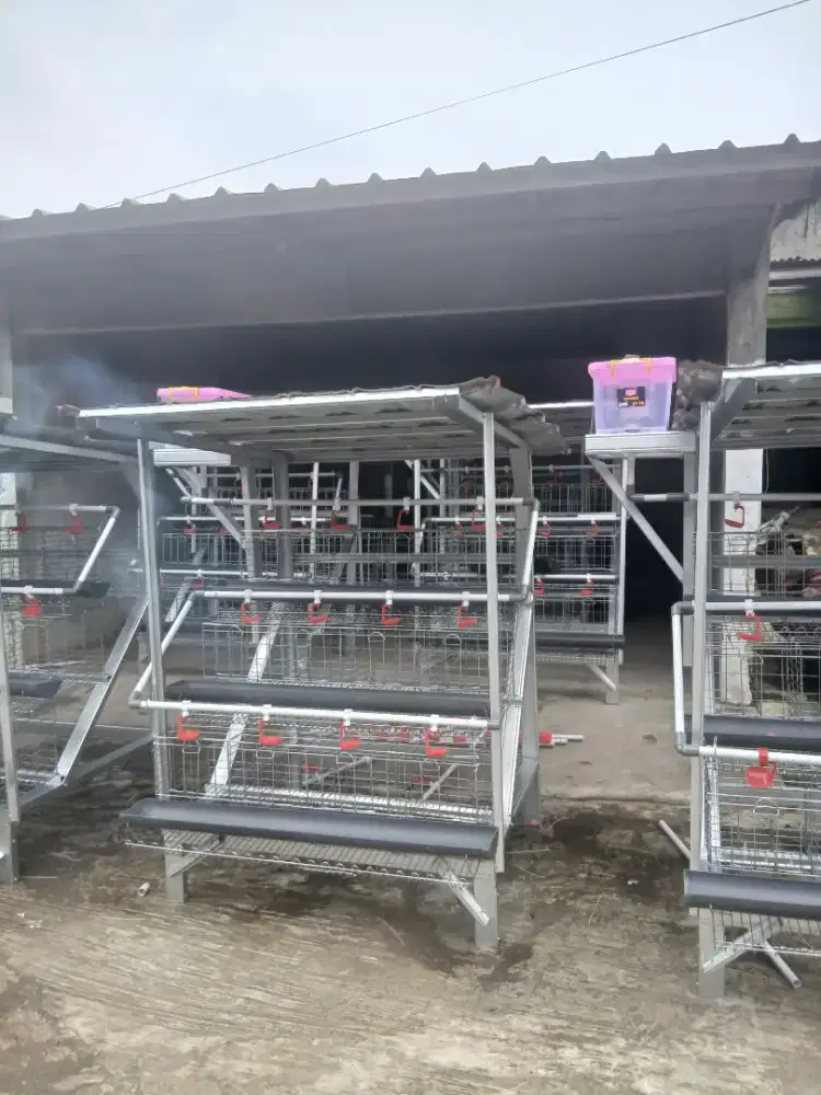 Kandang batrai ayam petelur kapasitas 24 ekor