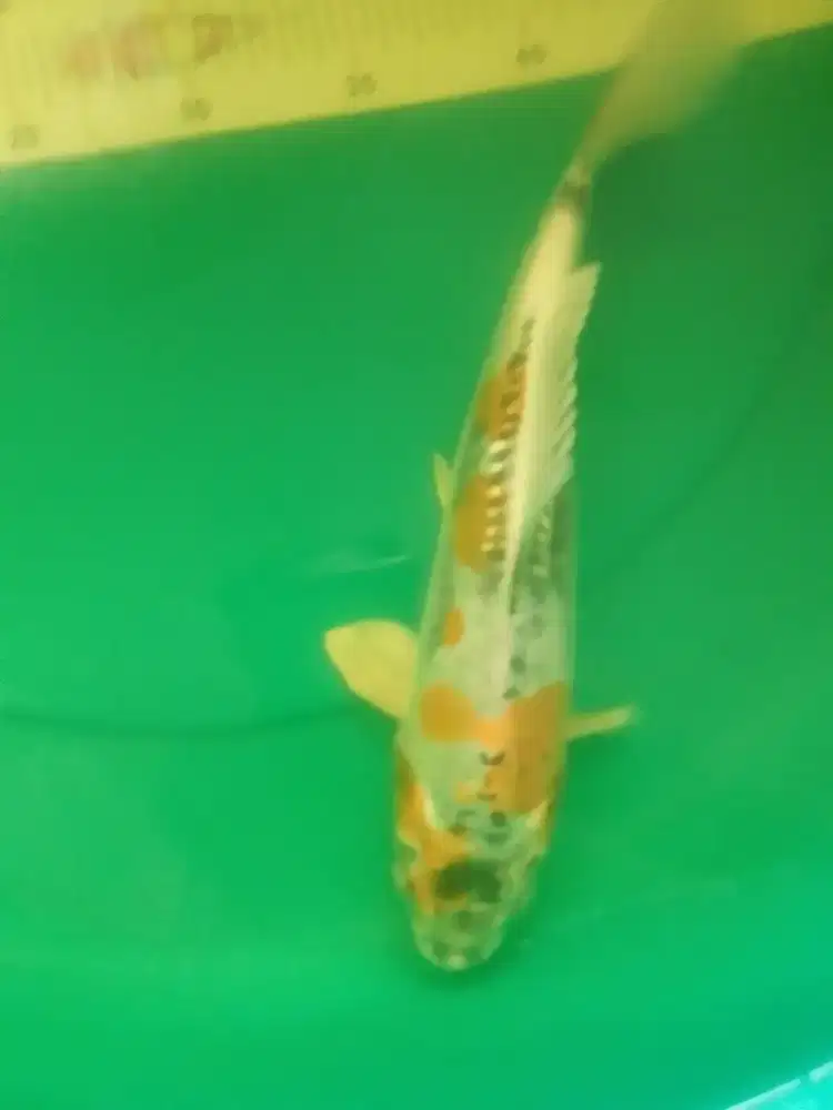 Ikan koi jenis Kikokuryu 30cm