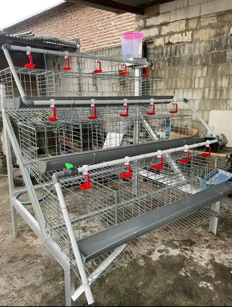 Kandang batrai ayam petelur kapasitas 24 ekor