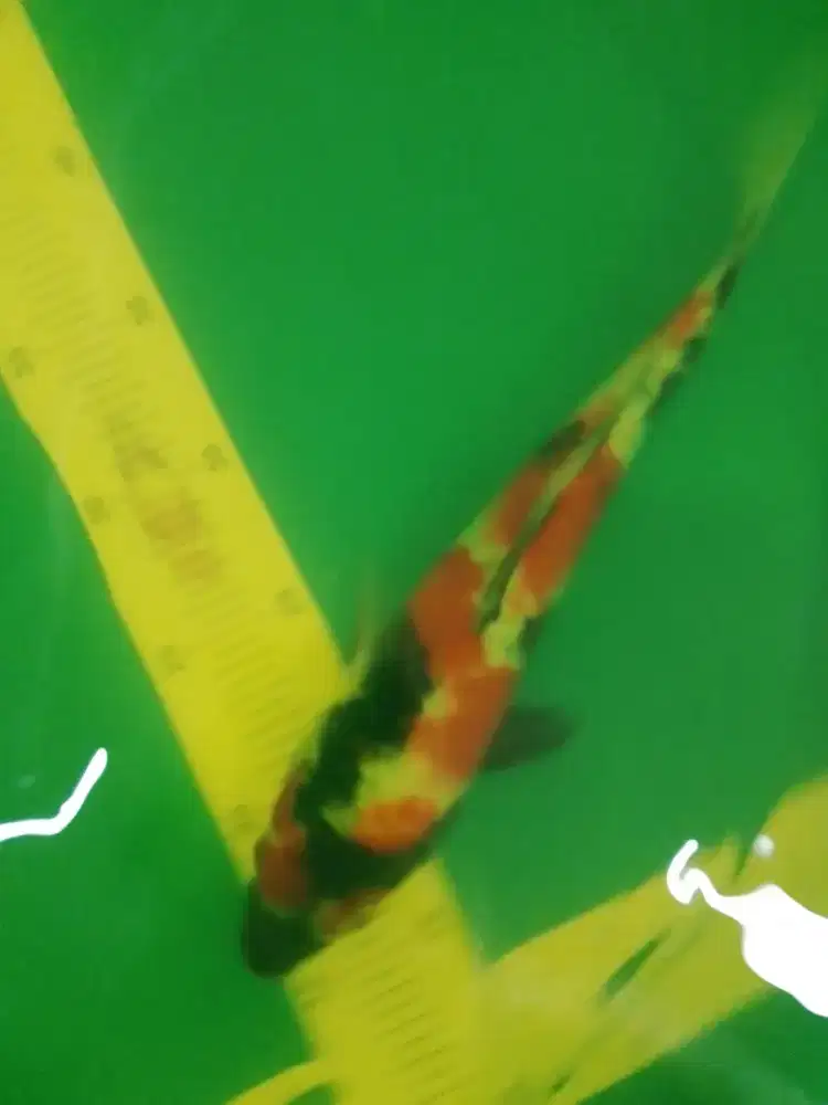 Ikan koi Showa bagus 30cm