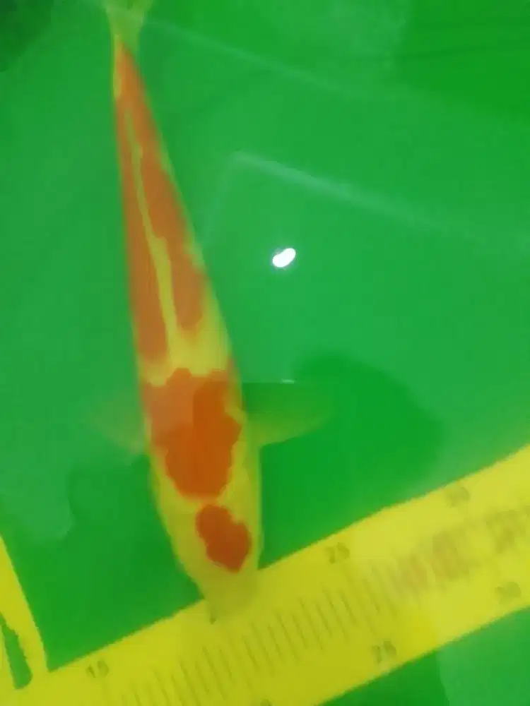 Ikan koi jenis Kohaku 30cm