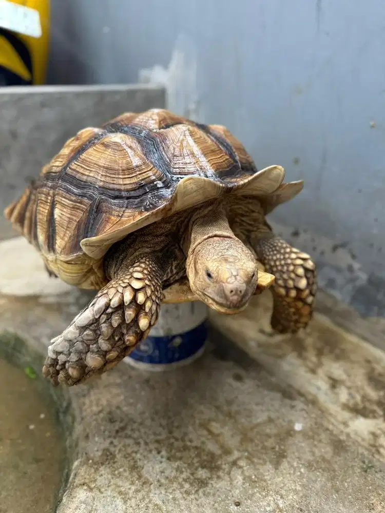 Sulcata Jantan Jumbo 50cm