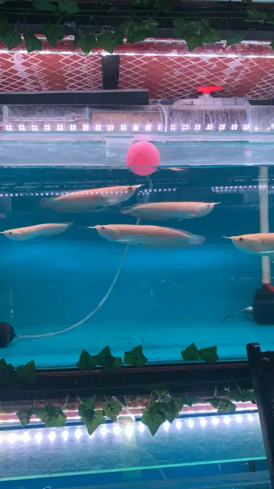 Arwana Silver Red Albino