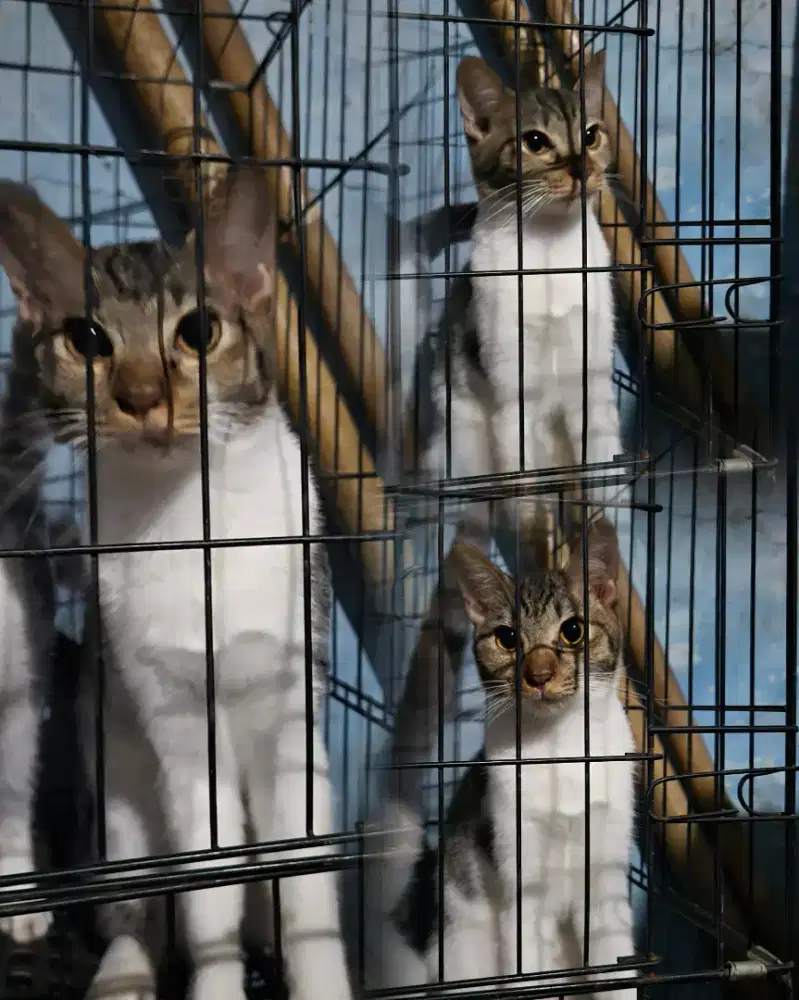 Jual kucing kampung campur persia