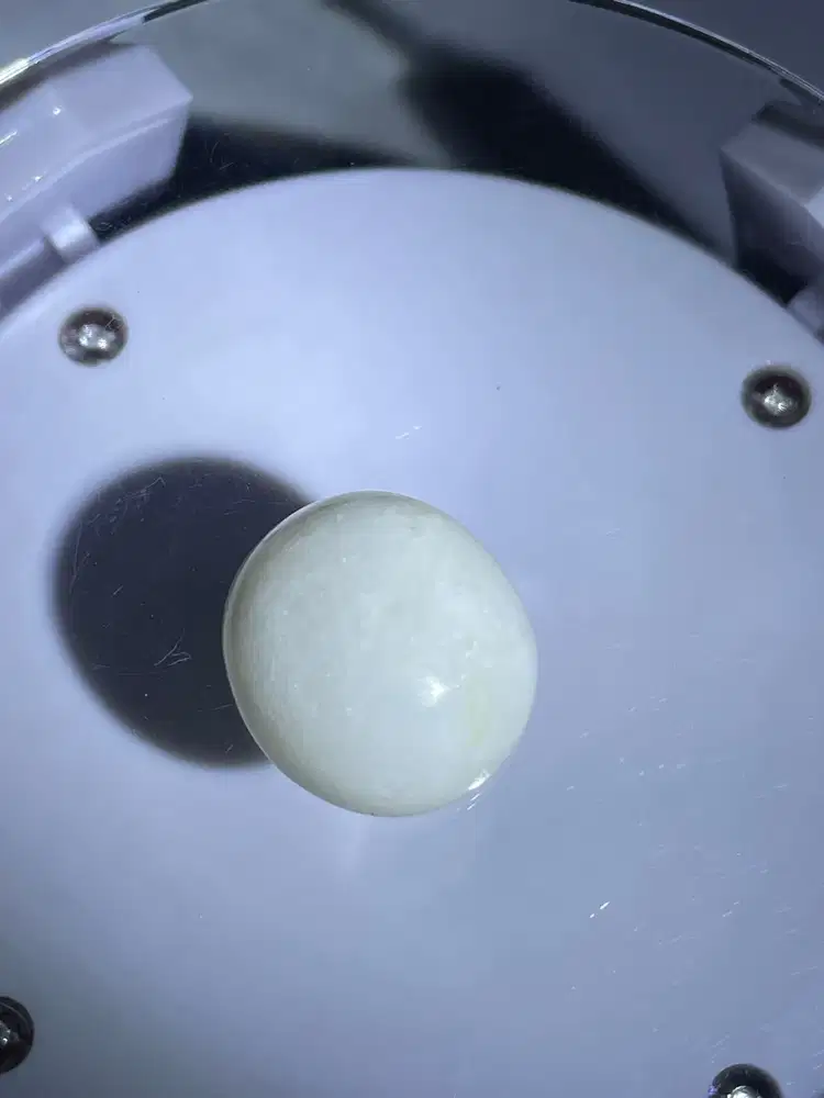 NATURAL ORGANIC SHELL (SHELL)